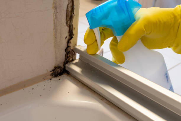Best Mold Damage Repair  in Iowa Falls, IA