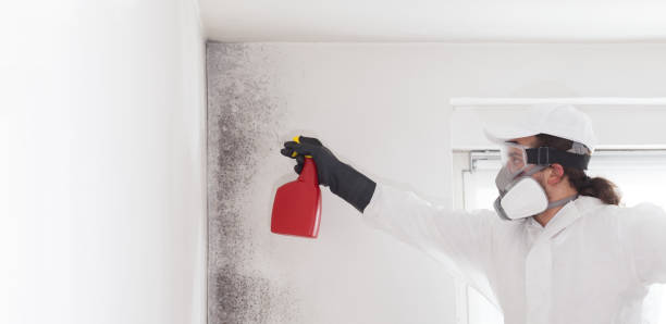 Best Black Mold Removal  in Iowa Falls, IA