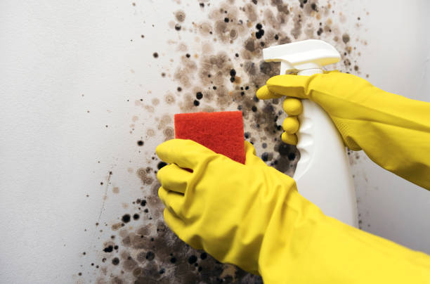 Best Attic Mold Removal  in Iowa Falls, IA
