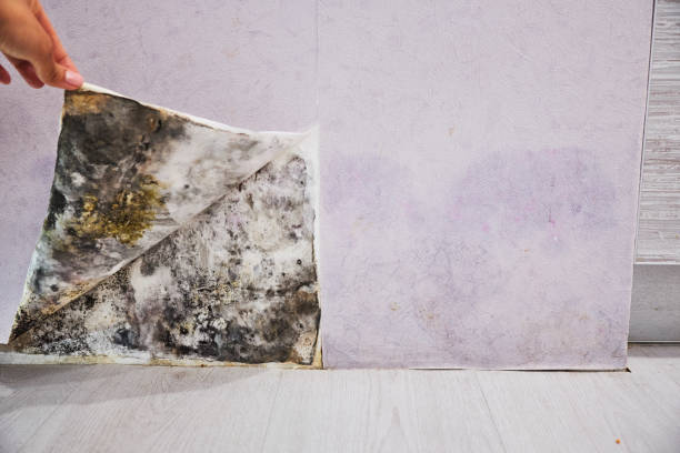 Best Toxic Mold Removal  in Iowa Falls, IA